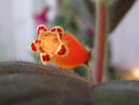 gallery_8648_2250_158733.jpg