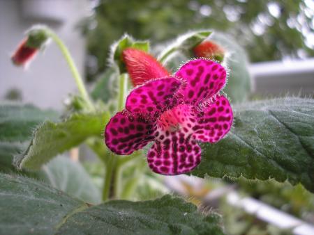 gallery_8648_2250_30539.jpg