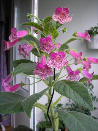 gallery_8648_2250_43921.jpg
