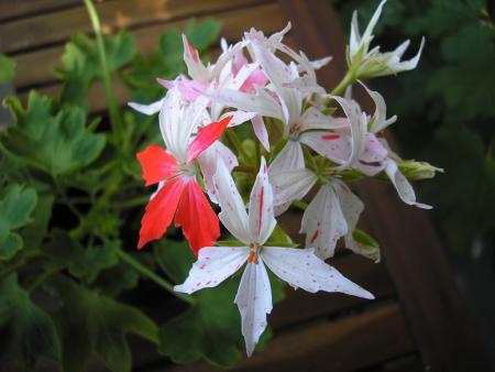 gallery_8648_2251_212038.jpg