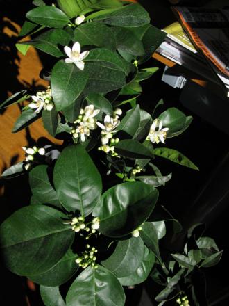 gallery_10947_664_3085.jpg