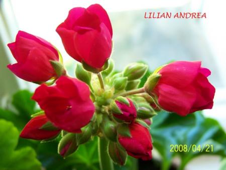 gallery_5074_2163_11926.jpg
