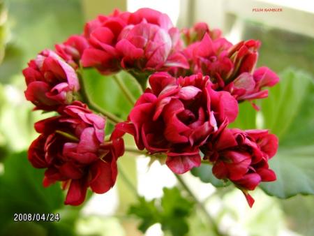 gallery_5074_2167_154375.jpg