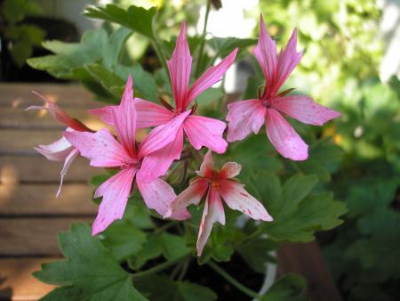 gallery_8648_2251_265706.jpg