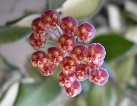 gallery_8648_2252_71877.jpg