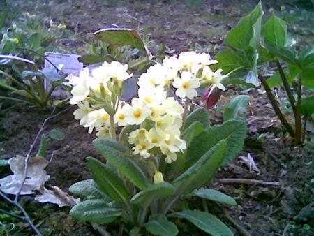 gallery_2460_1499_15995.jpg