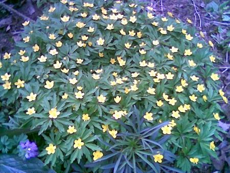 gallery_2460_1499_91761.jpg