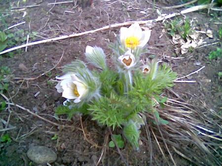 gallery_2460_1501_58583.jpg