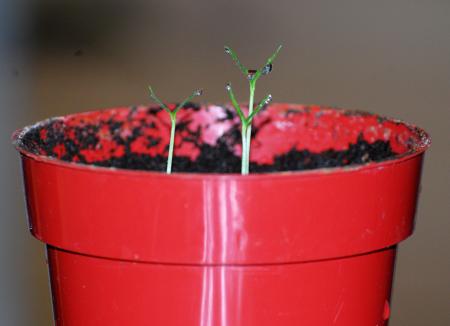 gallery_14849_2264_305005.jpg