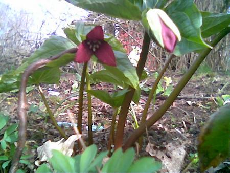 gallery_2460_1499_53994.jpg