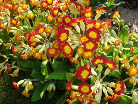 gallery_10406_538_314887.jpg