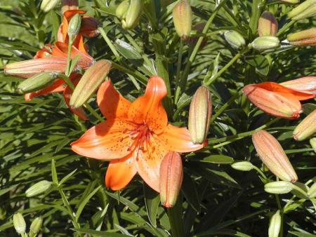 gallery_5429_2274_45638.jpg