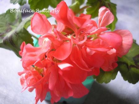 gallery_5783_1182_44474.jpg