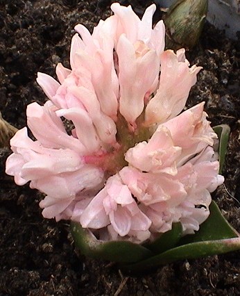 gallery_12948_2277_48823.jpg