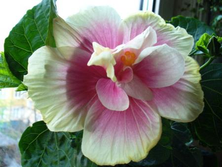 gallery_10231_831_31714.jpg