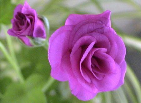 gallery_12948_2277_22496.jpg