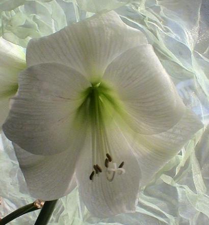 gallery_12948_2277_27587.jpg