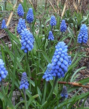 gallery_12948_2277_39219.jpg
