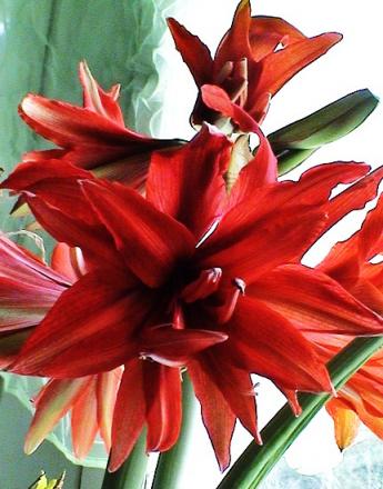 gallery_12948_2277_70900.jpg