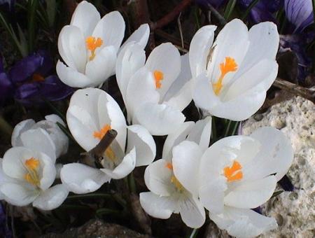 gallery_12948_2277_9904.jpg