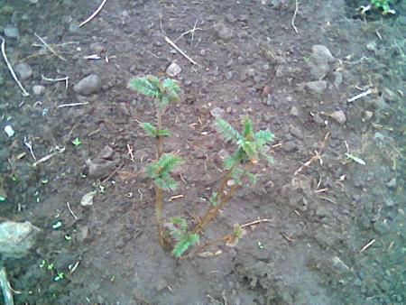 gallery_2460_1501_31026.jpg