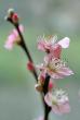 tn_gallery_15176_2276_52735.jpg