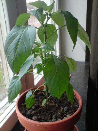 gallery_15028_2283_85560.jpg