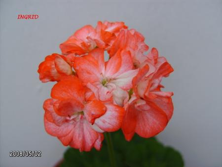 gallery_5074_2160_40910.jpg