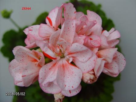 gallery_5074_2160_55762.jpg