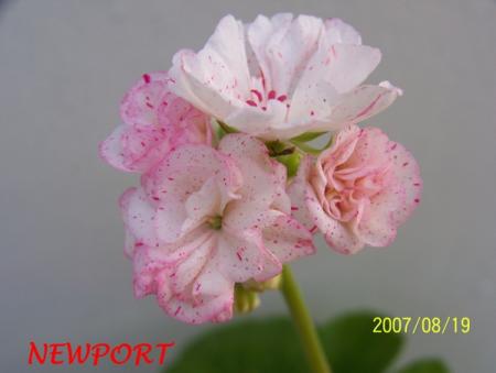 gallery_5074_2165_42238.jpg