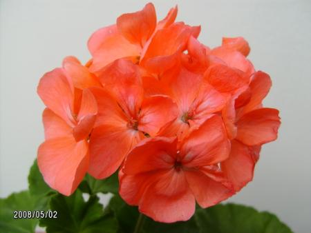 gallery_5074_2166_124579.jpg