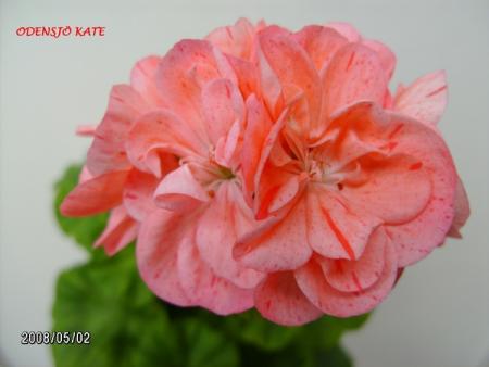 gallery_5074_2166_56695.jpg