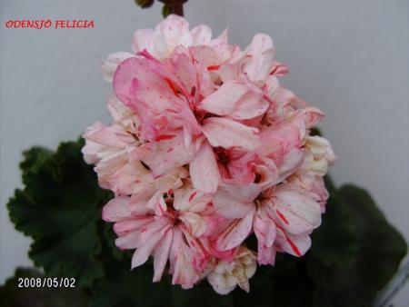 gallery_5074_2166_75869.jpg