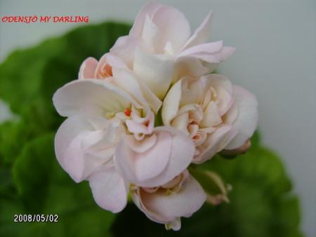 gallery_5074_2166_87436.jpg