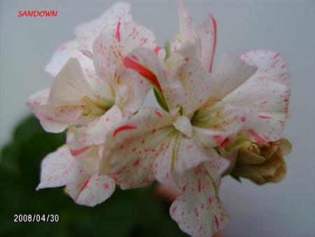 gallery_5074_2170_110033.jpg