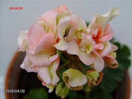 gallery_5074_2170_46149.jpg