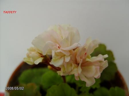 gallery_5074_2171_41223.jpg
