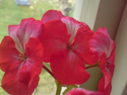 gallery_12858_1273_15305.jpg