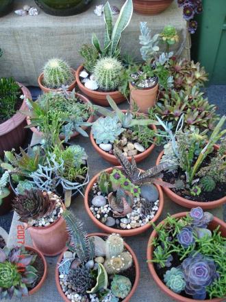 gallery_14864_2290_152037.jpg