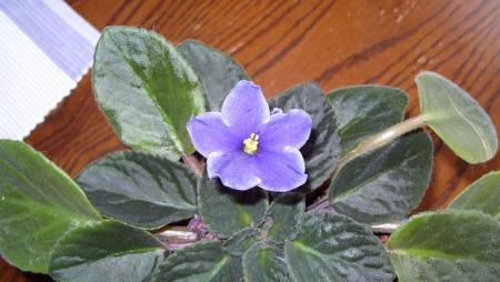 gallery_4843_2291_51875.jpg