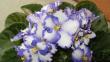 tn_gallery_4843_2291_79495.jpg