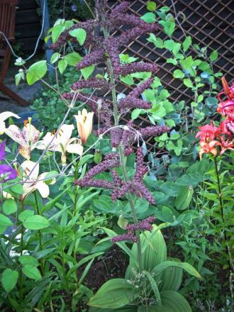 gallery_14864_2302_35156.jpg