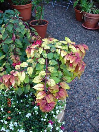 gallery_14864_2303_62328.jpg