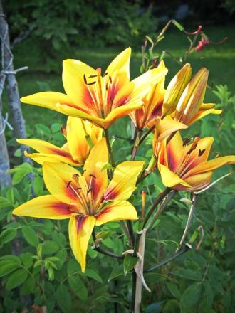 gallery_14864_2304_18099.jpg