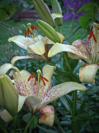 gallery_14864_2304_7102.jpg