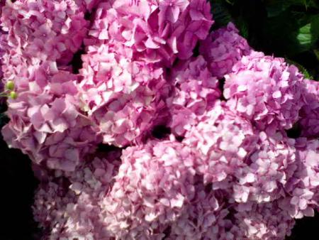 gallery_14980_2236_25431.jpg