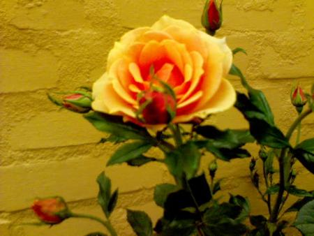 gallery_14980_2236_43873.jpg