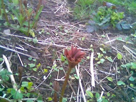gallery_2460_1499_85043.jpg