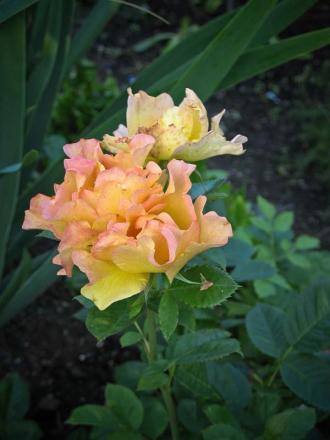 gallery_14864_2305_49822.jpg