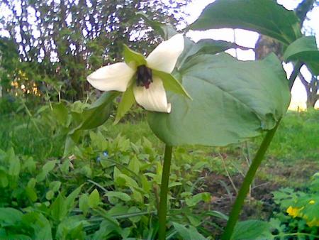 gallery_2460_1499_55080.jpg